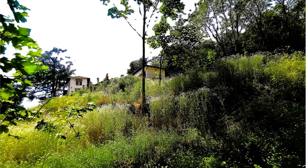 Casale Terreno